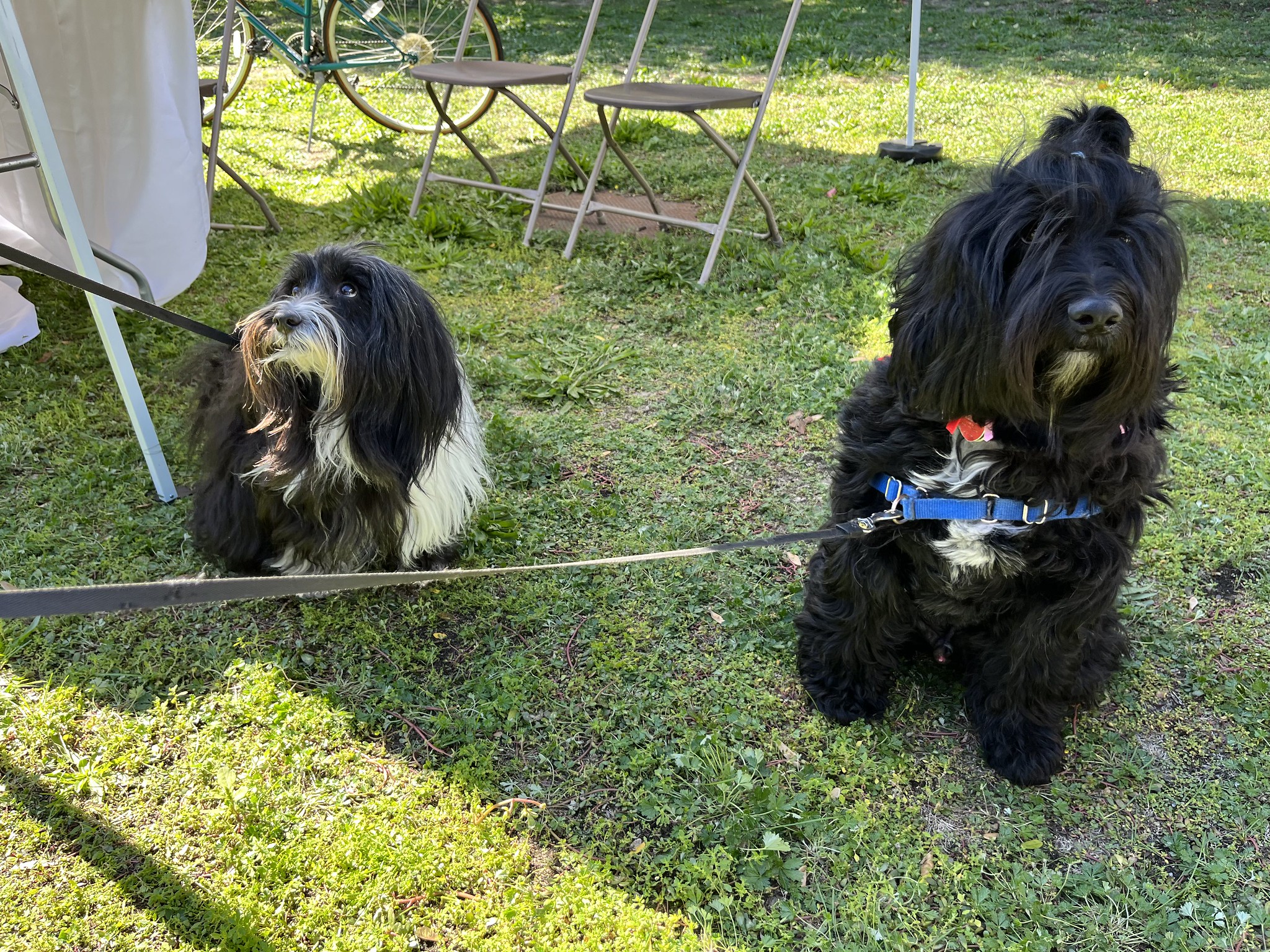 Two small dogs sitting on grass looking opposite directions