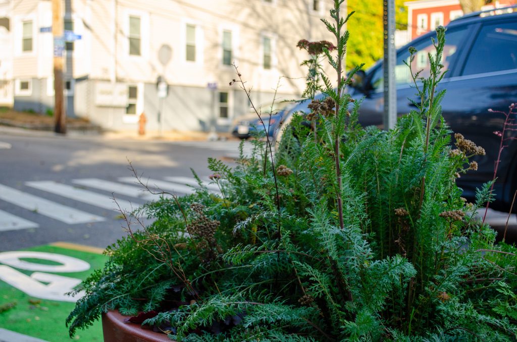 Close-up of green plants with a street visible in the background.