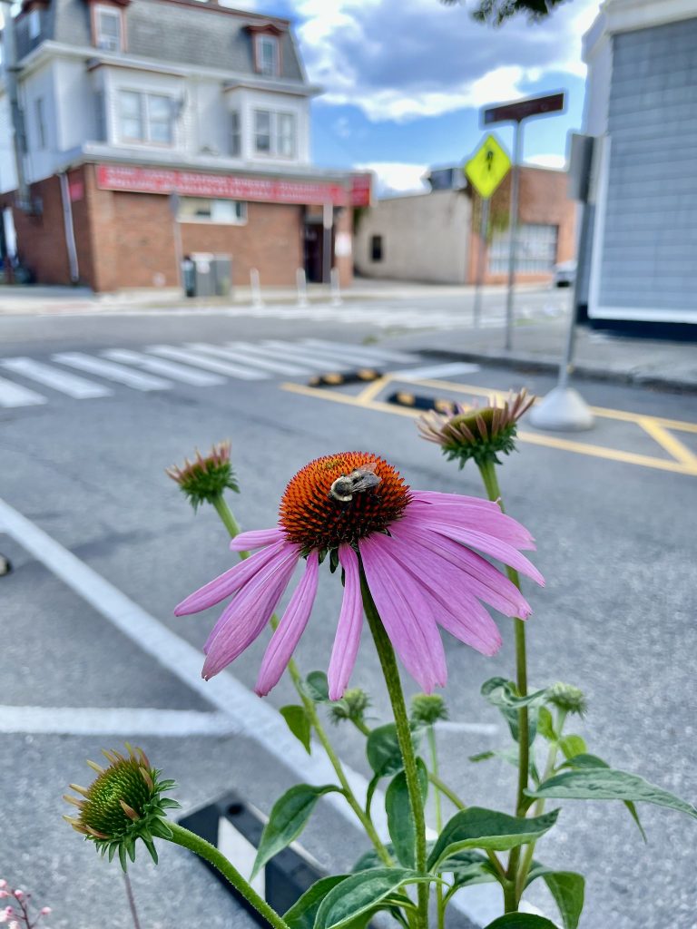 A bee on a flower with purple pedals.